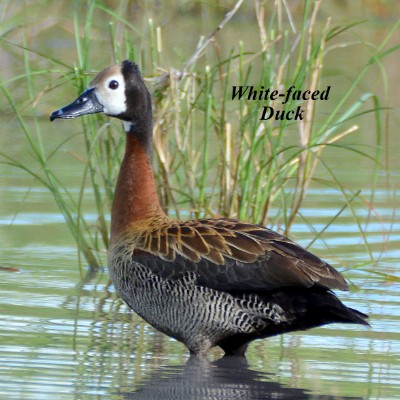 White-faced Duck